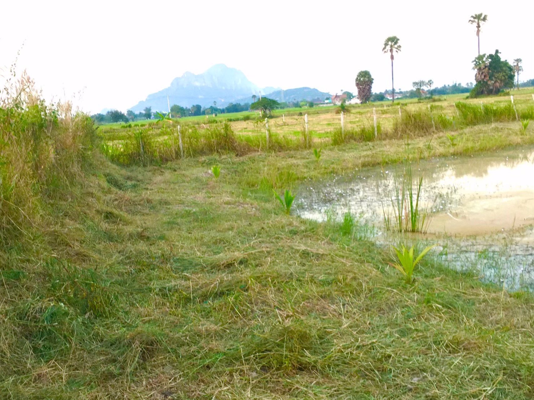 ขายที่โฉนดวิวเขา-ท้องทุ่งในชุมชนหลังตลาด-อ-ชะอำ-จ-เพชรบุรี