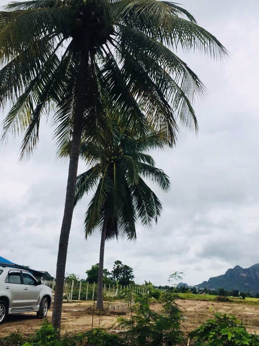 ขายที่โฉนดวิวเขา-ท้องทุ่งในชุมชนหลังตลาด-อ-ชะอำ-จ-เพชรบุรี