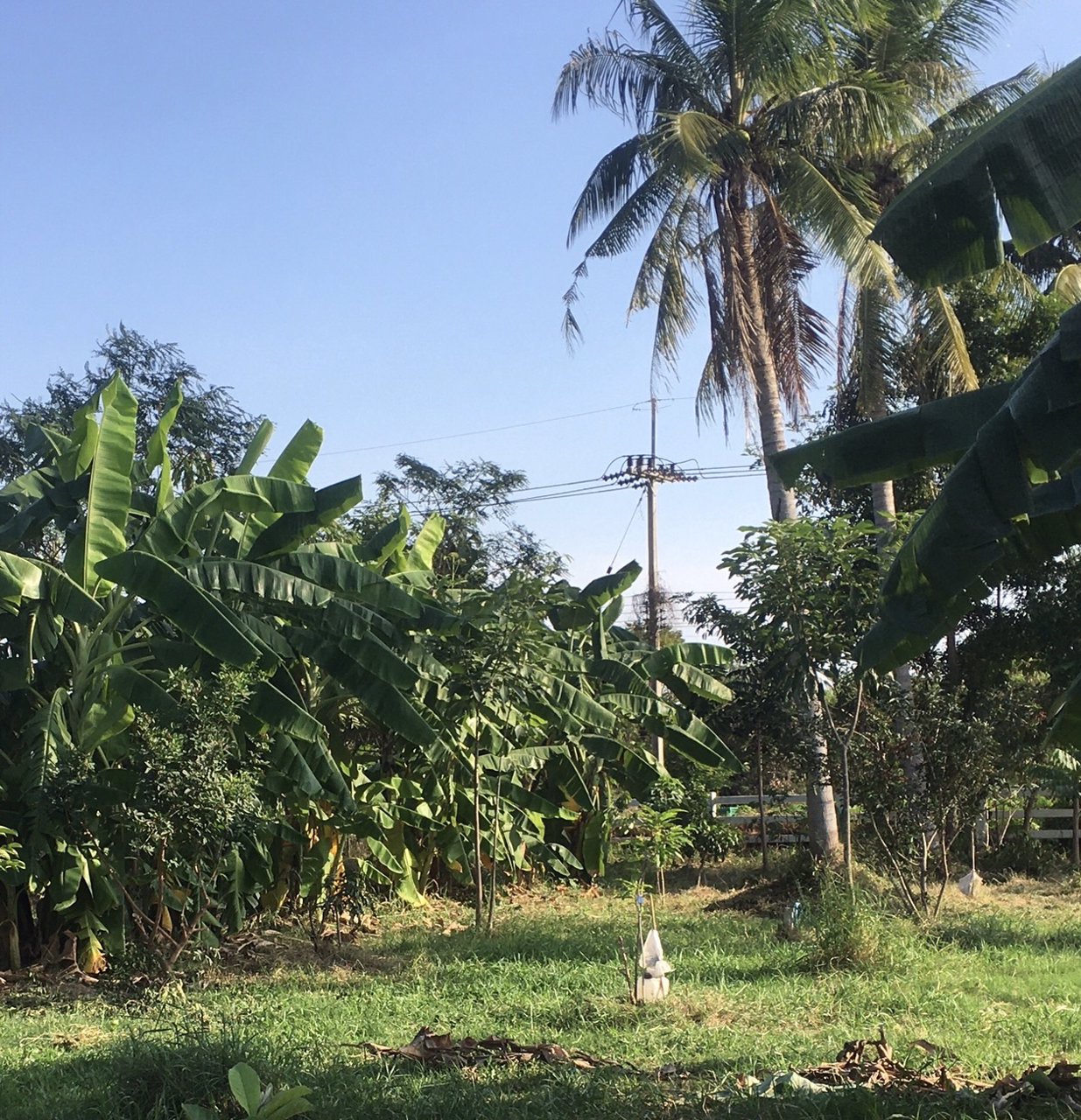 ขายที่โฉนดวิวเขา-ท้องทุ่งในชุมชนหลังตลาด-อ-ชะอำ-จ-เพชรบุรี