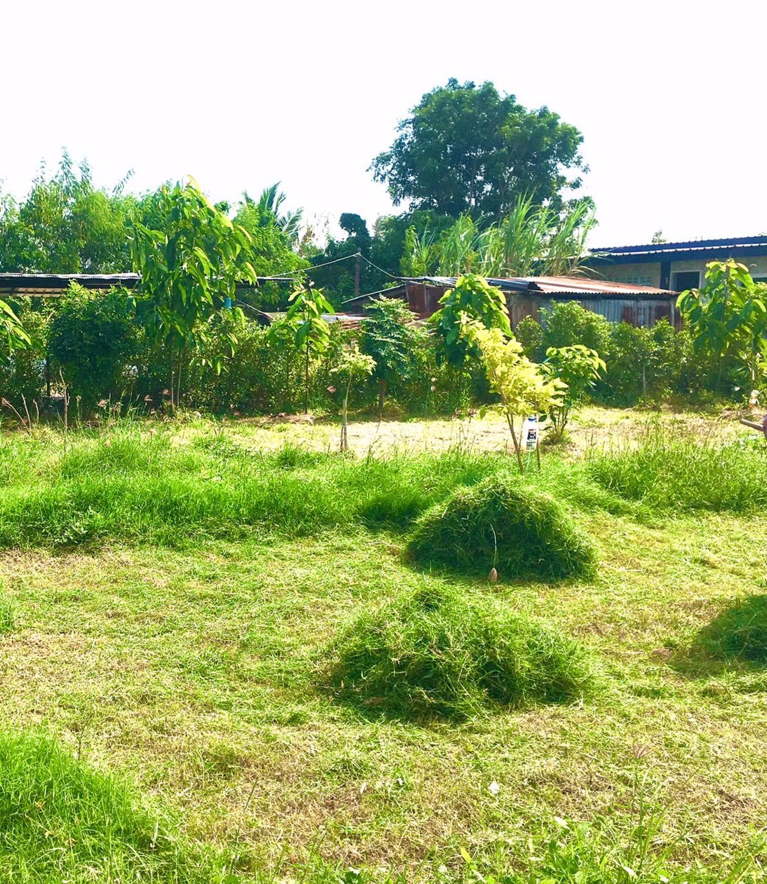 ขายที่โฉนดวิวเขา-ท้องทุ่งในชุมชนหลังตลาด-อ-ชะอำ-จ-เพชรบุรี
