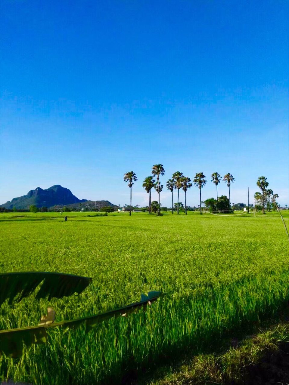 ขายที่โฉนดวิวเขา-ท้องทุ่งในชุมชนหลังตลาด-อ-ชะอำ-จ-เพชรบุรี