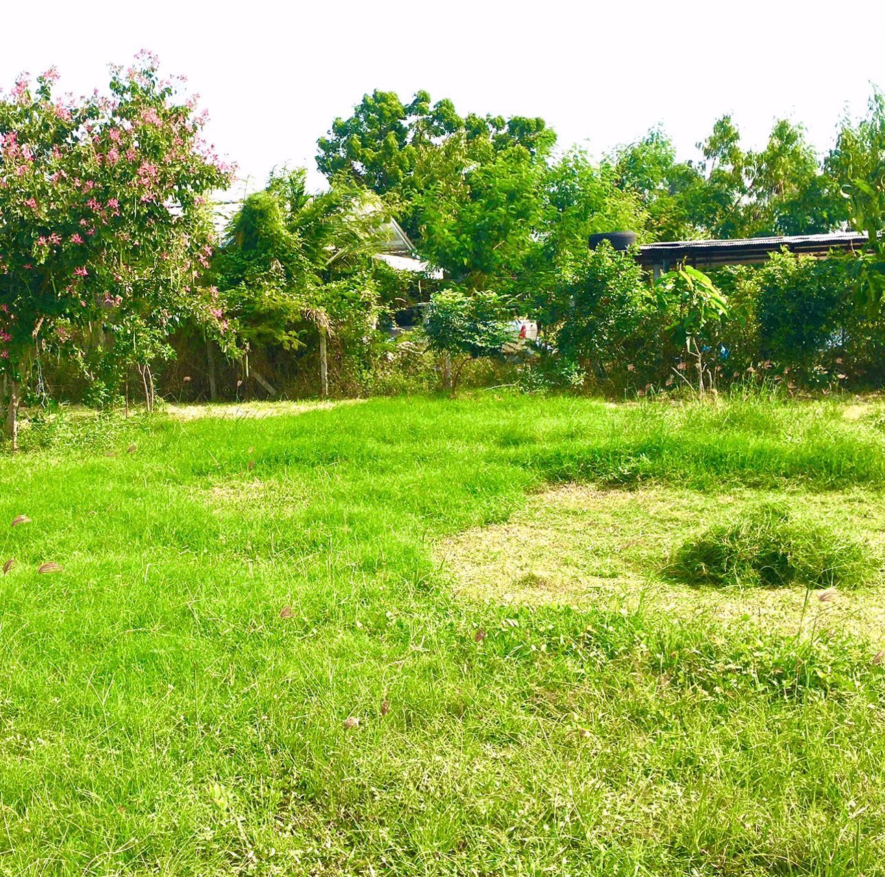 ขายที่โฉนดวิวเขา-ท้องทุ่งในชุมชนหลังตลาด-อ-ชะอำ-จ-เพชรบุรี