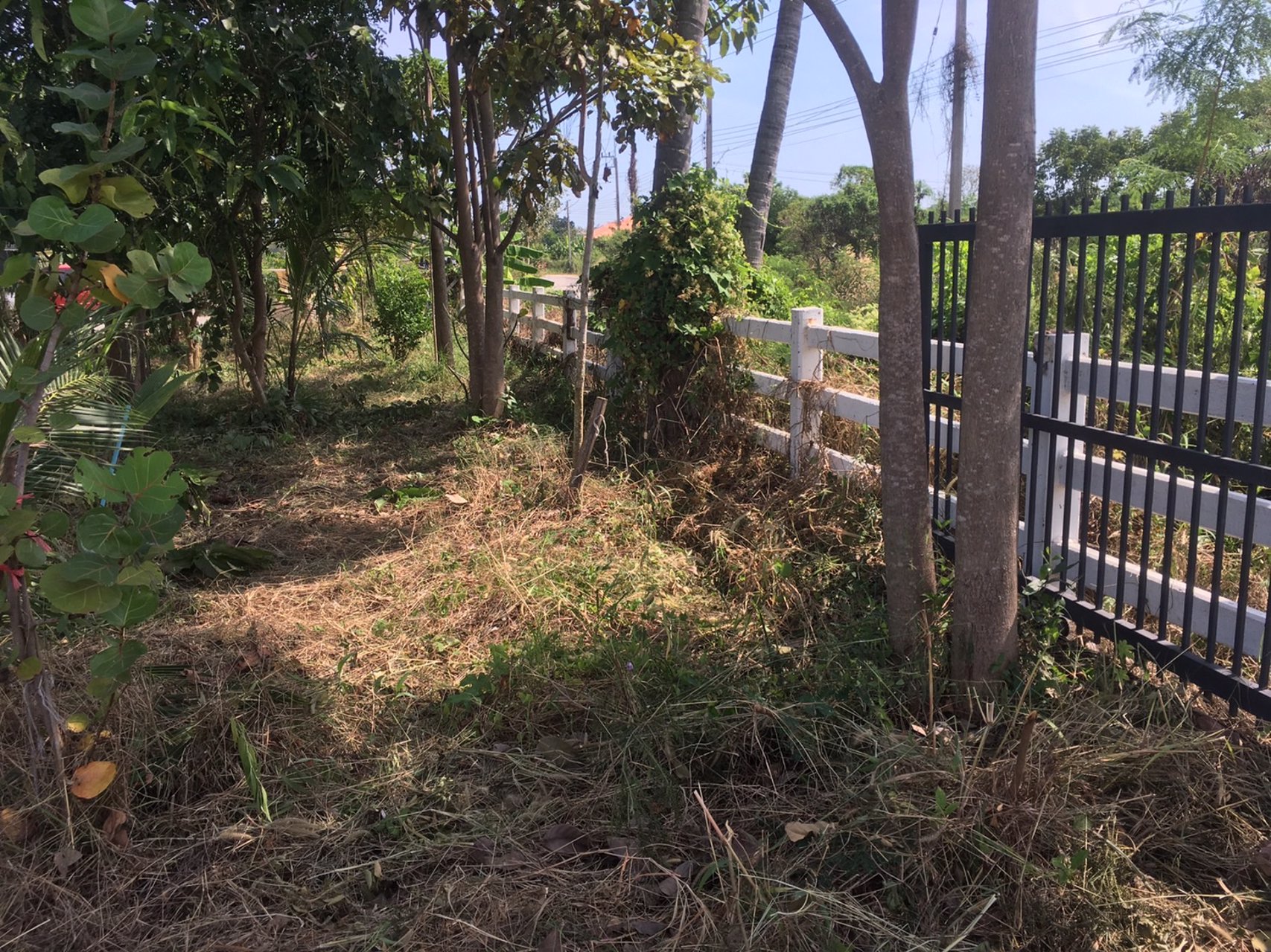 ขายที่โฉนดวิวเขา-ท้องทุ่งในชุมชนหลังตลาด-อ-ชะอำ-จ-เพชรบุรี