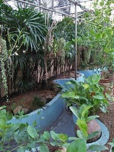 ให้เช่าบ้านเดี่ยว-พุทธมณฑลสาย3-ถนนบรมราชชนนี