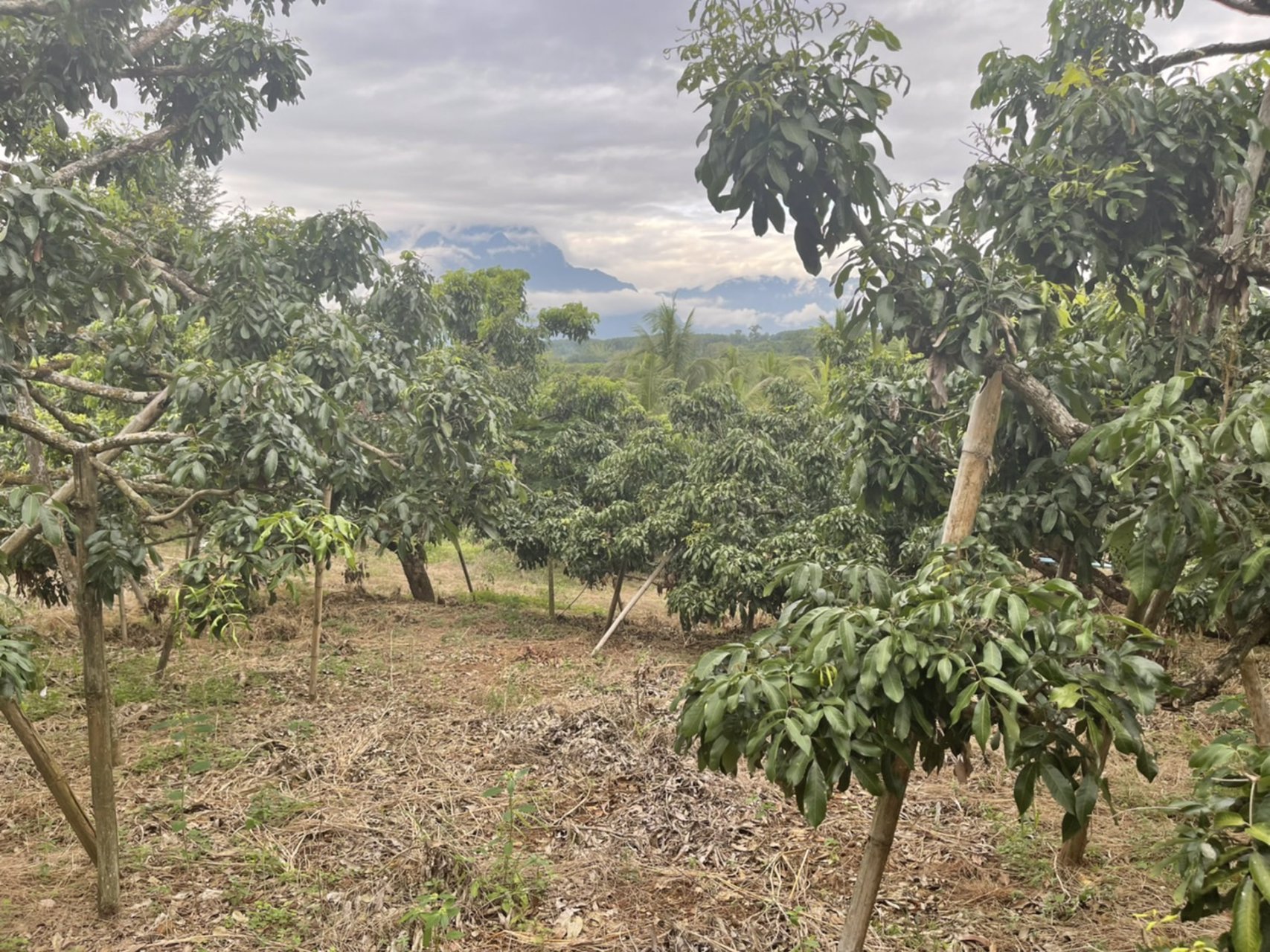 ขายที่ดินเชียงดาว-พิกัดตเชียงดาว-ราคาถูกเพียงไร่ละ-549000-บาท