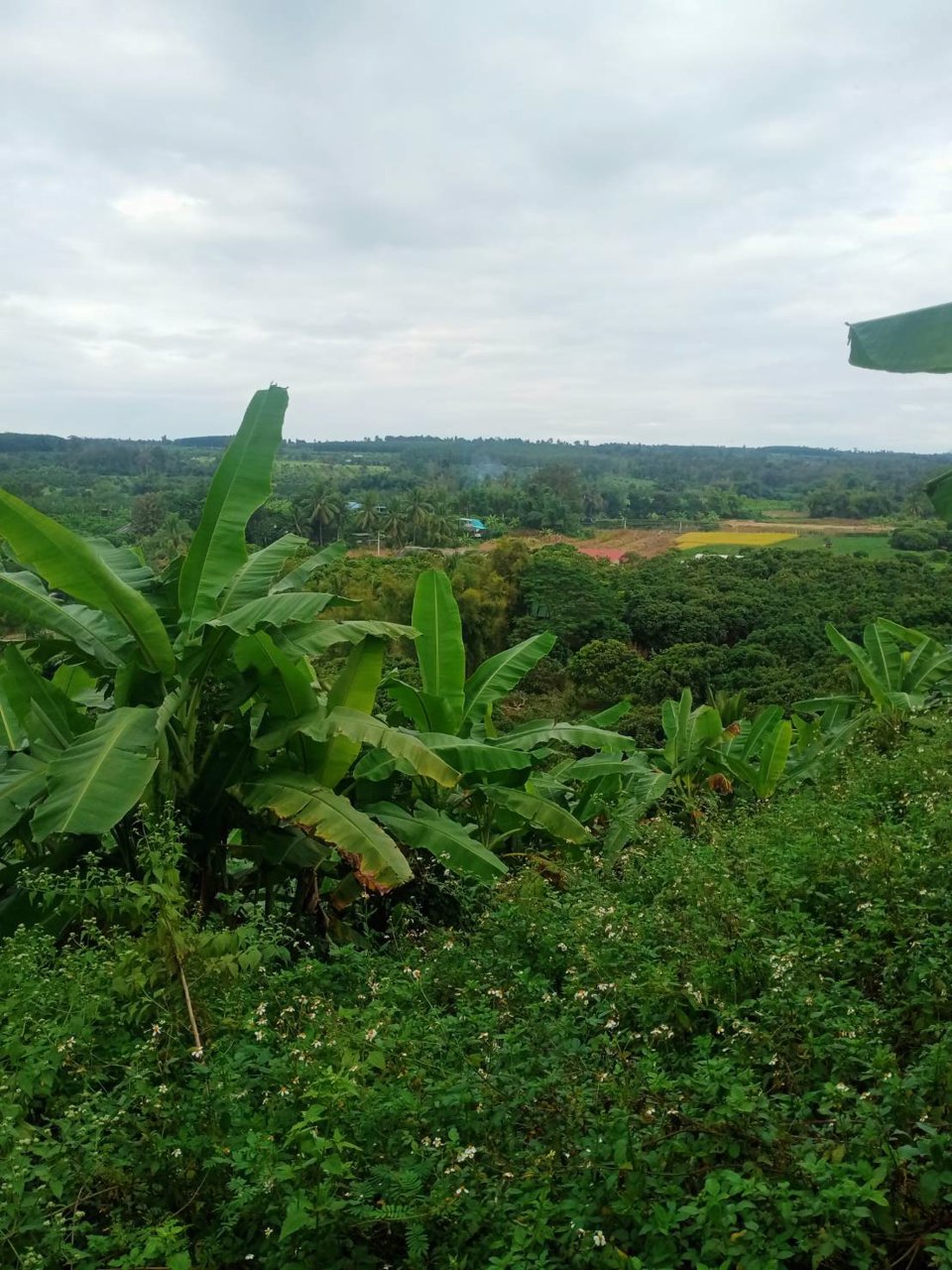 ขายที่ดินเชียงดาว-พิกัดตเชียงดาว-ราคาถูกเพียงไร่ละ-549000-บาท