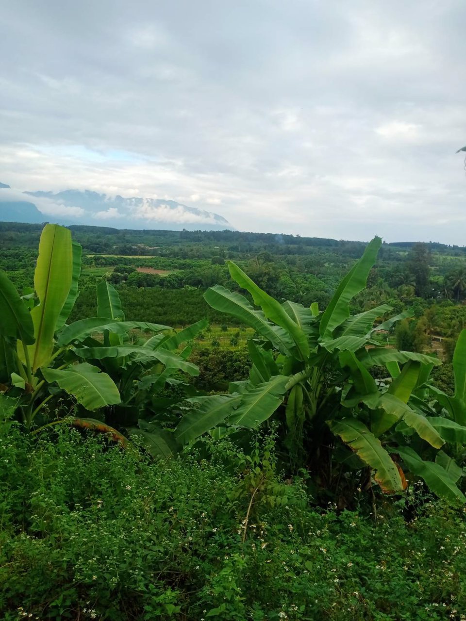 ขายที่ดินเชียงดาว-พิกัดตเชียงดาว-ราคาถูกเพียงไร่ละ-549000-บาท