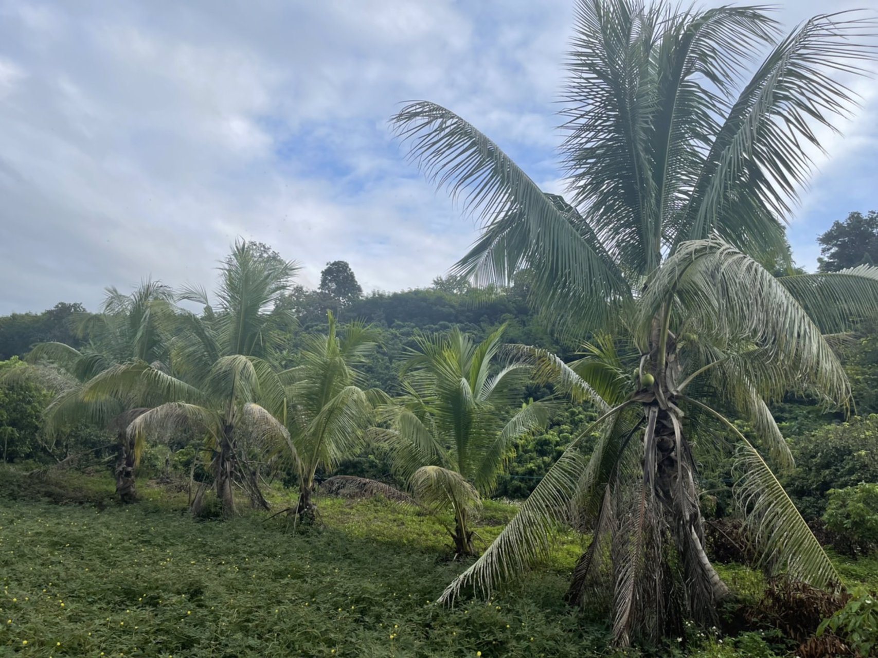 ขายที่ดินเชียงดาว-พิกัดตเชียงดาว-ราคาถูกเพียงไร่ละ-549000-บาท