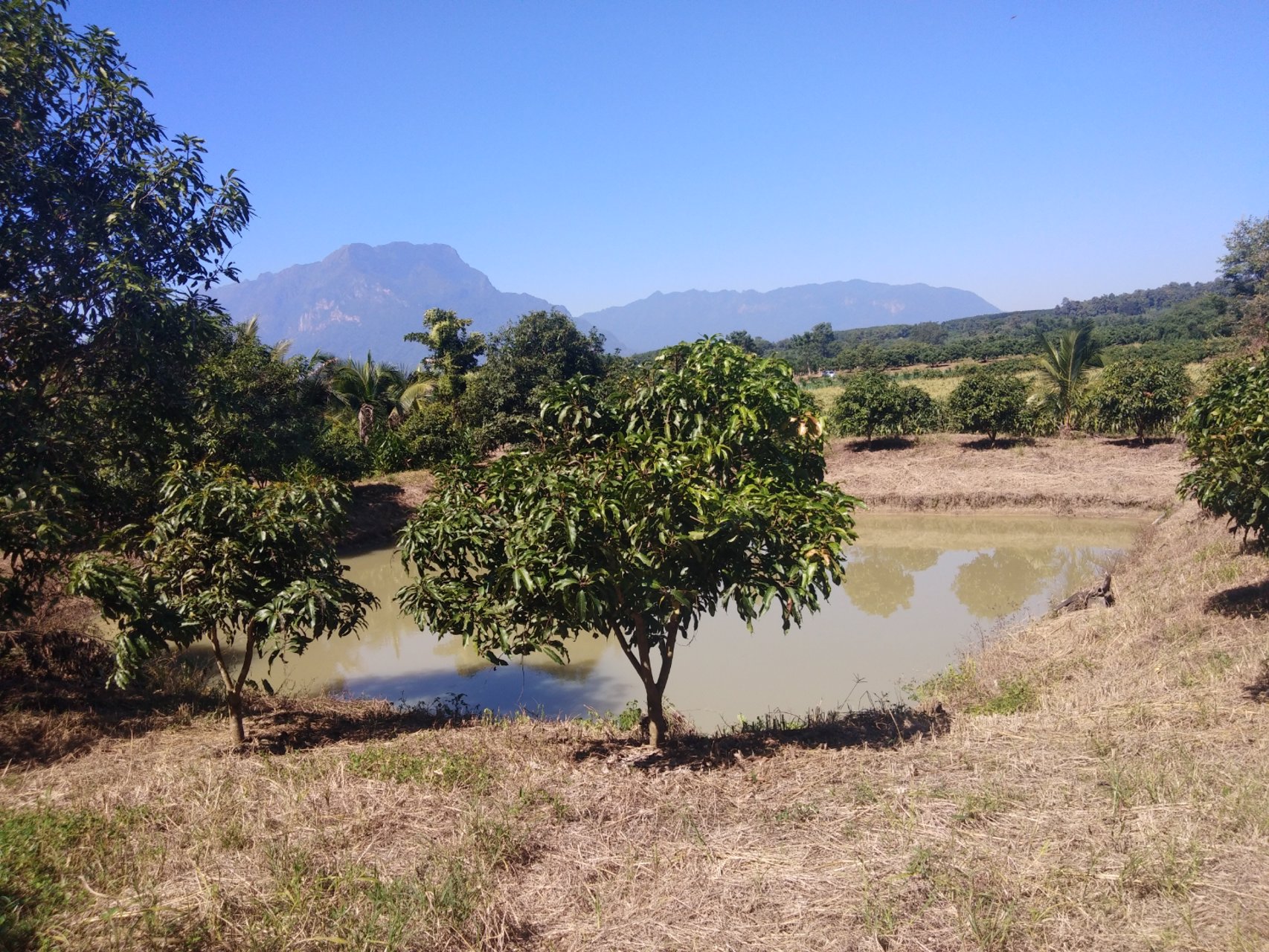 ขายที่ดินเชียงดาว-วิวสวย-พิกัดตเชียงดาว-ไร่ละ-590000-บาท