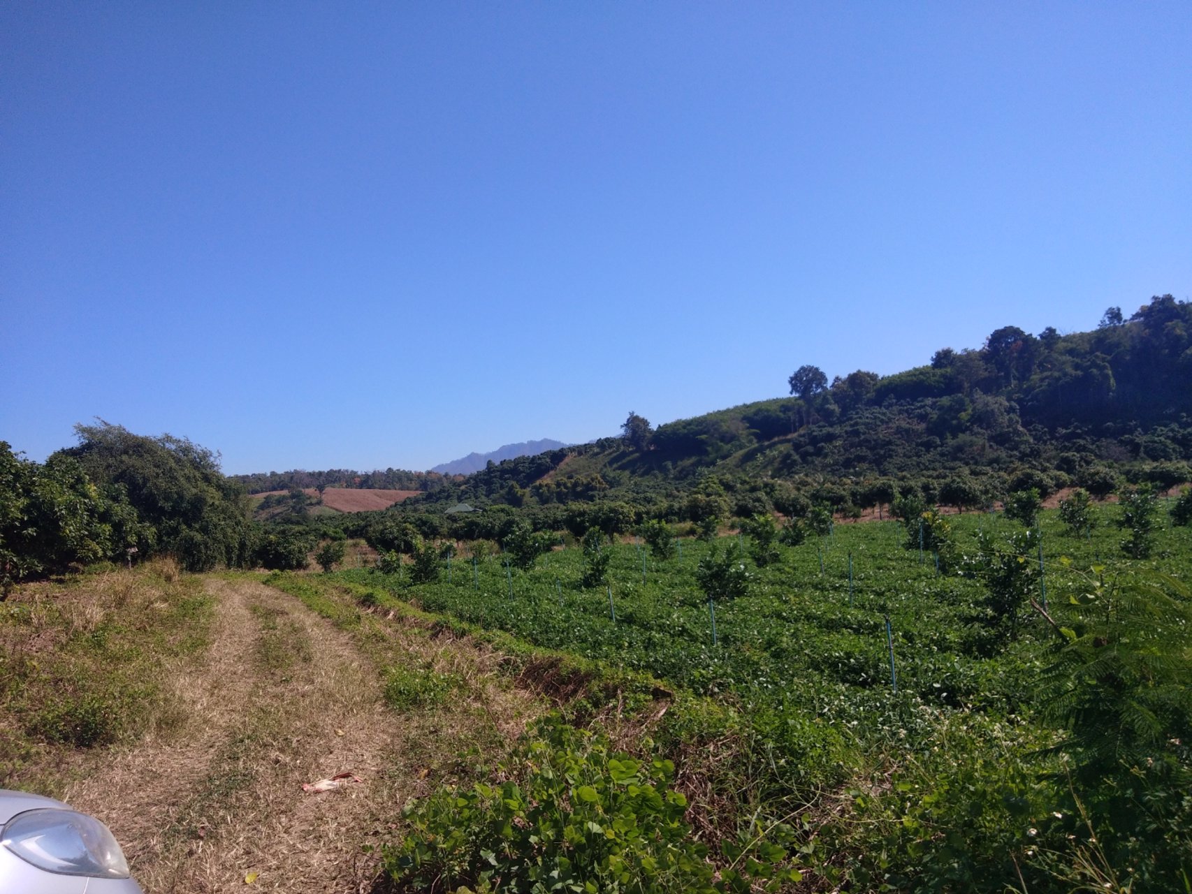 ขายที่ดินเชียงดาว-วิวสวย-พิกัดตเชียงดาว-ไร่ละ-590000-บาท