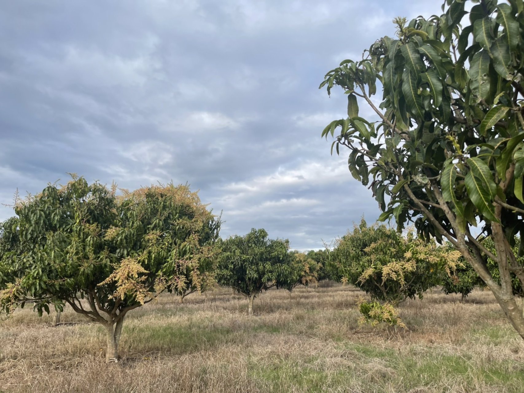 ขายที่ดินเชียงดาว-วิวสวย-พิกัดตเชียงดาว-ไร่ละ-590000-บาท