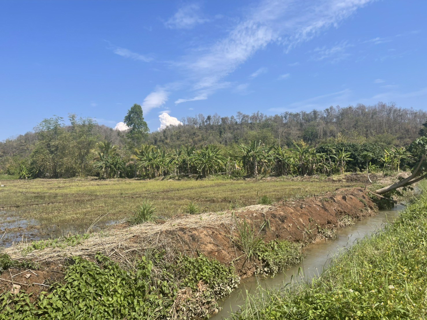 ขายด่วนที่ดินเชียงดาว-วิวสวย-ใกล้เมืองเชียงดาว-พิกัด-ตำบลเชียงดาว