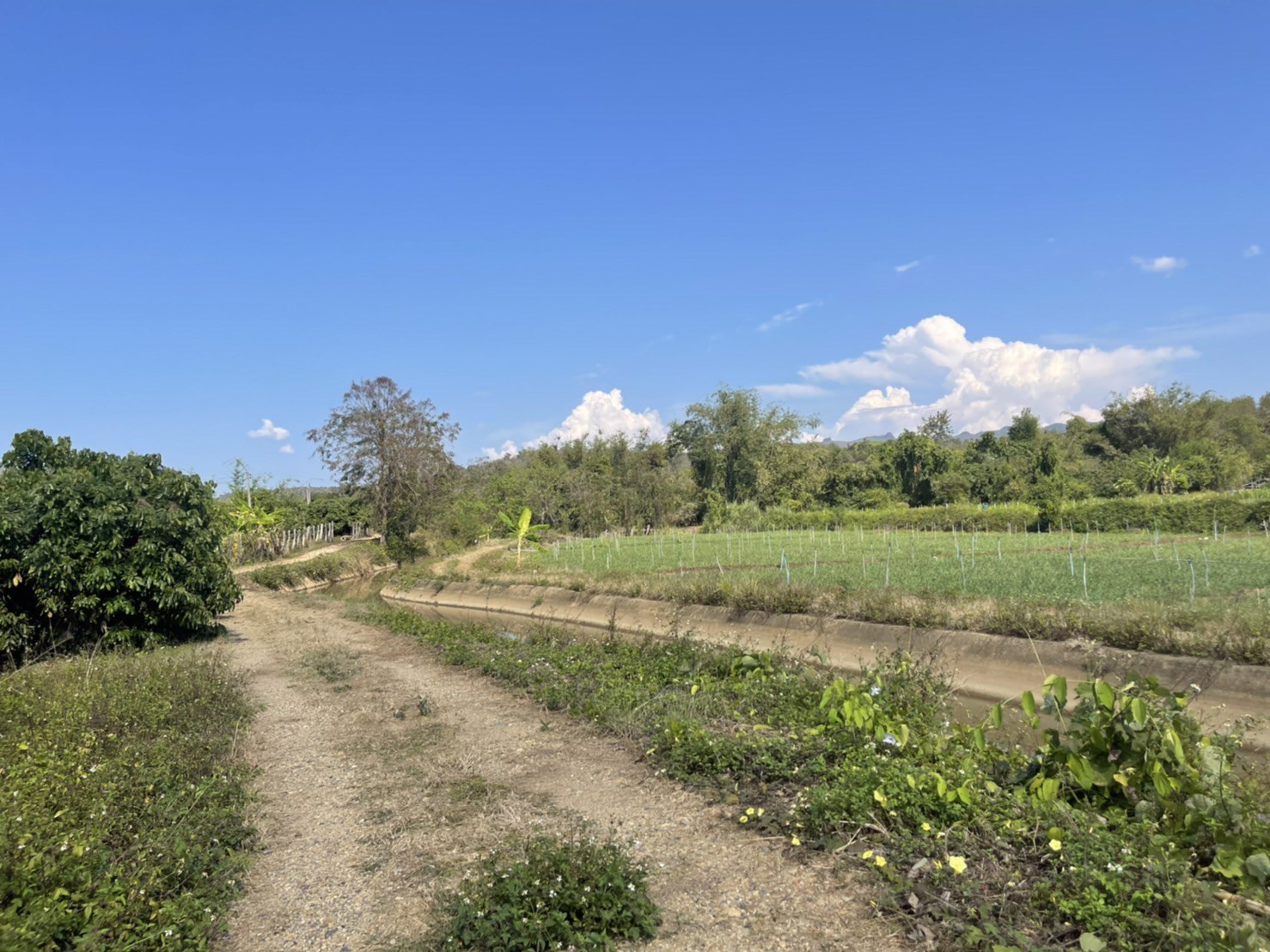 ขายที่ดินใกล้เมืองเชียงดาว-5-ไร่-22-ตรว-วิวสวย-วิวดอยหลวง