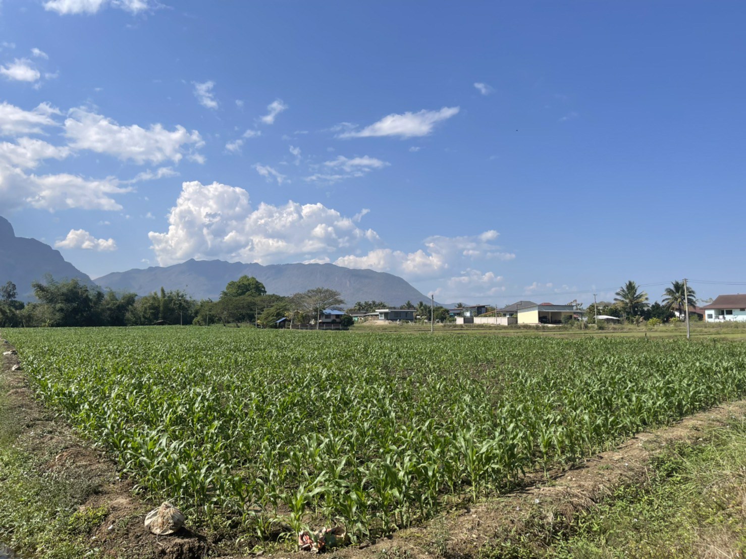 ขายที่ดินเชียงดาวแปลงเล็ก-2-ไร่-1-งาน-39-ตรว-วิวสวย-ทำเลทอง