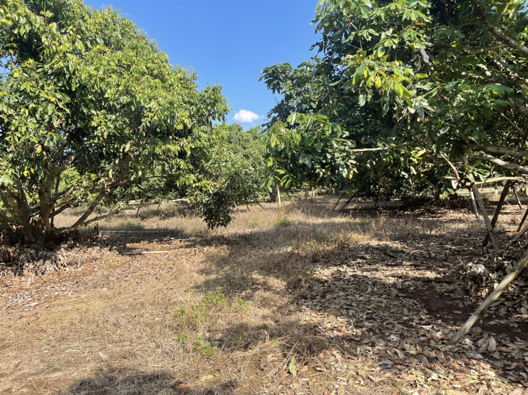 ขายที่ดินเชียงดาว-ที่สวนลำใย-3-ไร่-2-งาน-16-ตรว-วิวสวย-ไร่ละ-600000-บาท