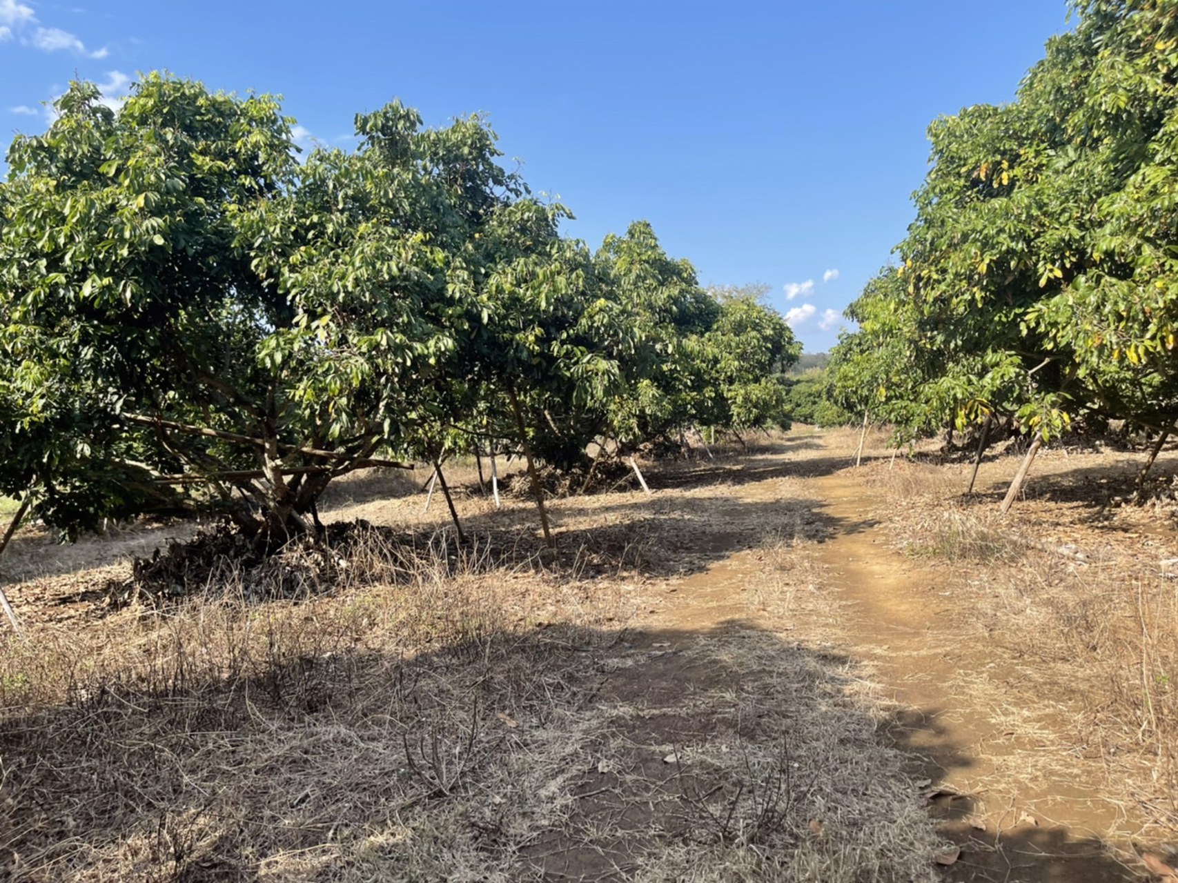 ขายที่ดินเชียงดาว-ที่สวนลำใย-3-ไร่-2-งาน-16-ตรว-วิวสวย-ไร่ละ-600000-บาท