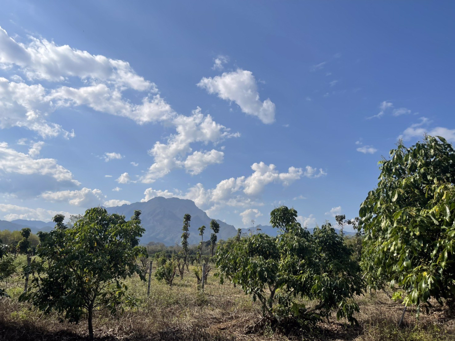 ขายที่ดินเชียงดาว-ที่สวนลำใย-3-ไร่-2-งาน-16-ตรว-วิวสวย-ไร่ละ-600000-บาท