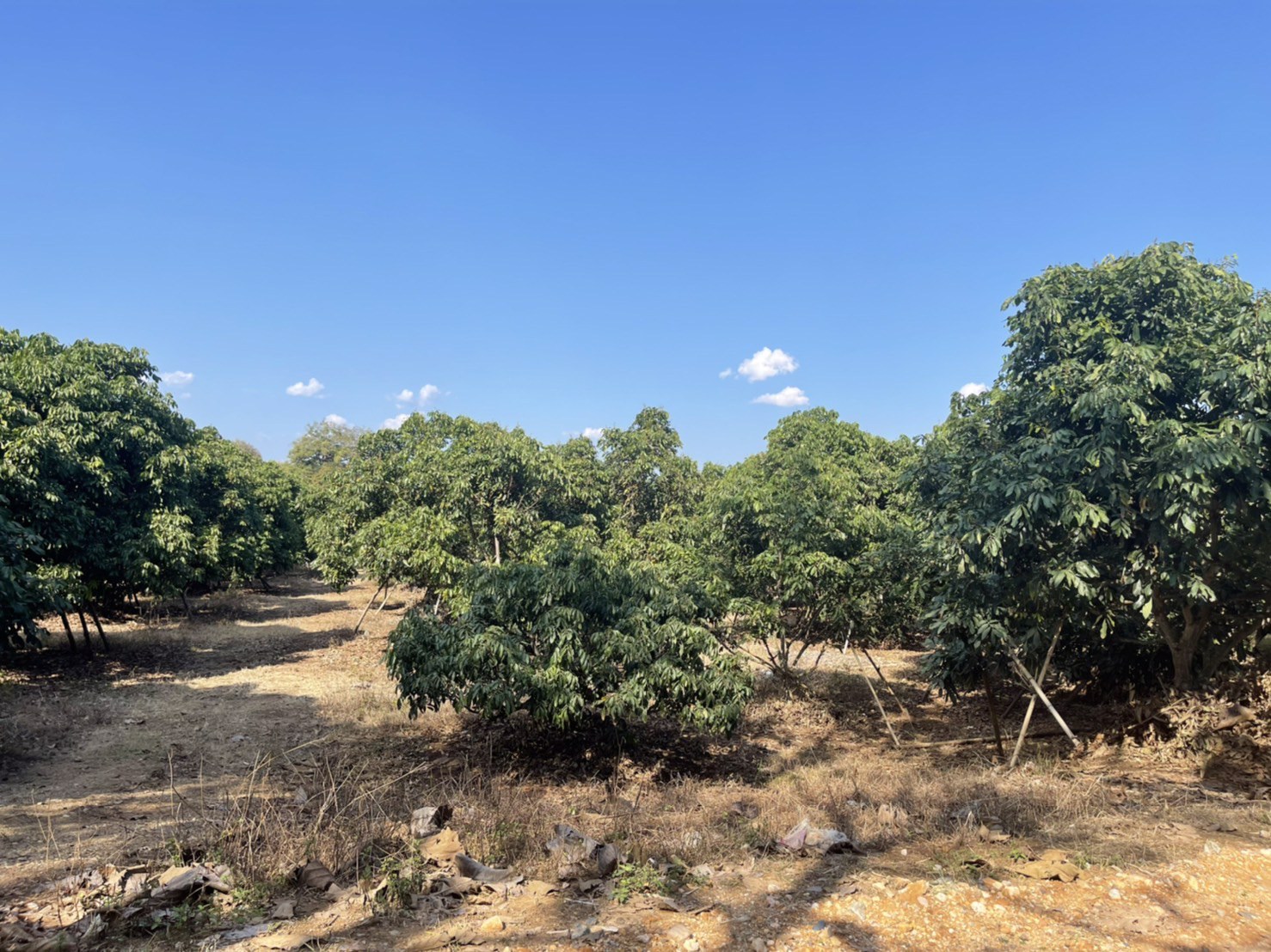 ขายที่ดินเชียงดาว-ที่สวนลำใย-3-ไร่-2-งาน-16-ตรว-วิวสวย-ไร่ละ-600000-บาท