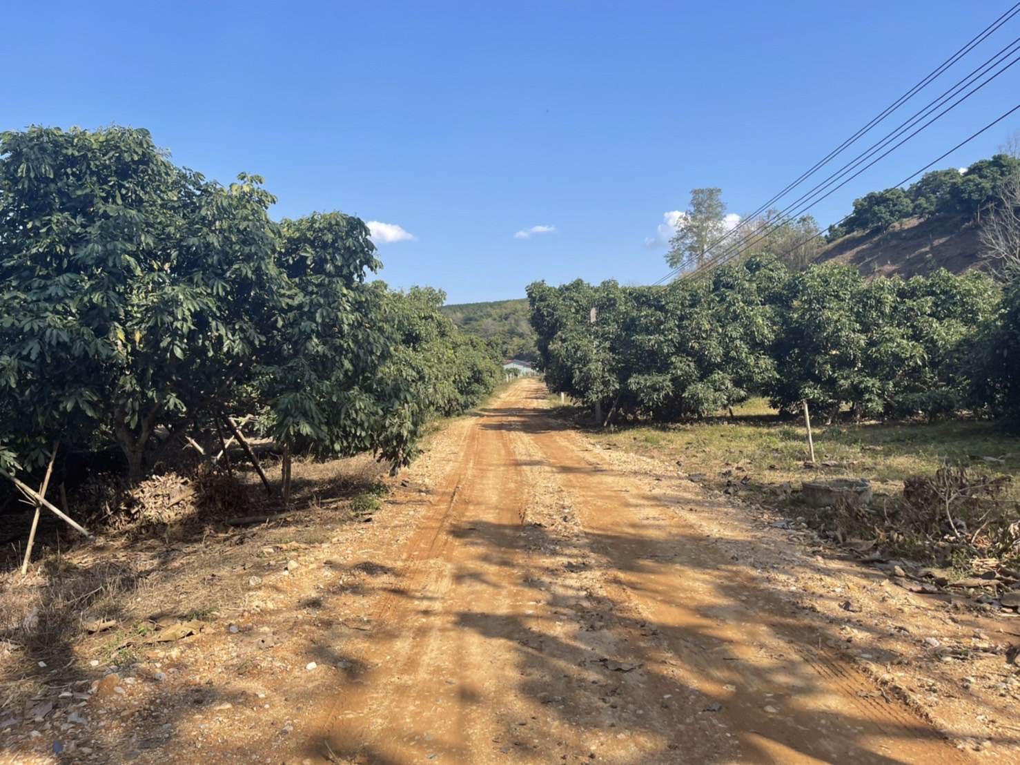 ขายที่ดินเชียงดาว-ที่สวนลำใย-3-ไร่-2-งาน-16-ตรว-วิวสวย-ไร่ละ-600000-บาท