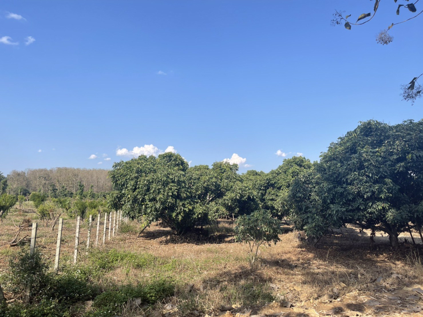 ขายที่ดินเชียงดาว-ที่สวนลำใย-3-ไร่-2-งาน-16-ตรว-วิวสวย-ไร่ละ-600000-บาท