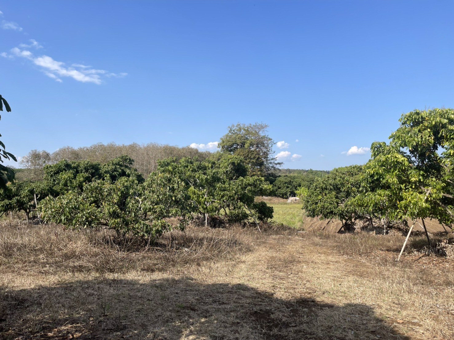 ขายที่ดินเชียงดาว-ที่สวนลำใย-3-ไร่-2-งาน-16-ตรว-วิวสวย-ไร่ละ-600000-บาท