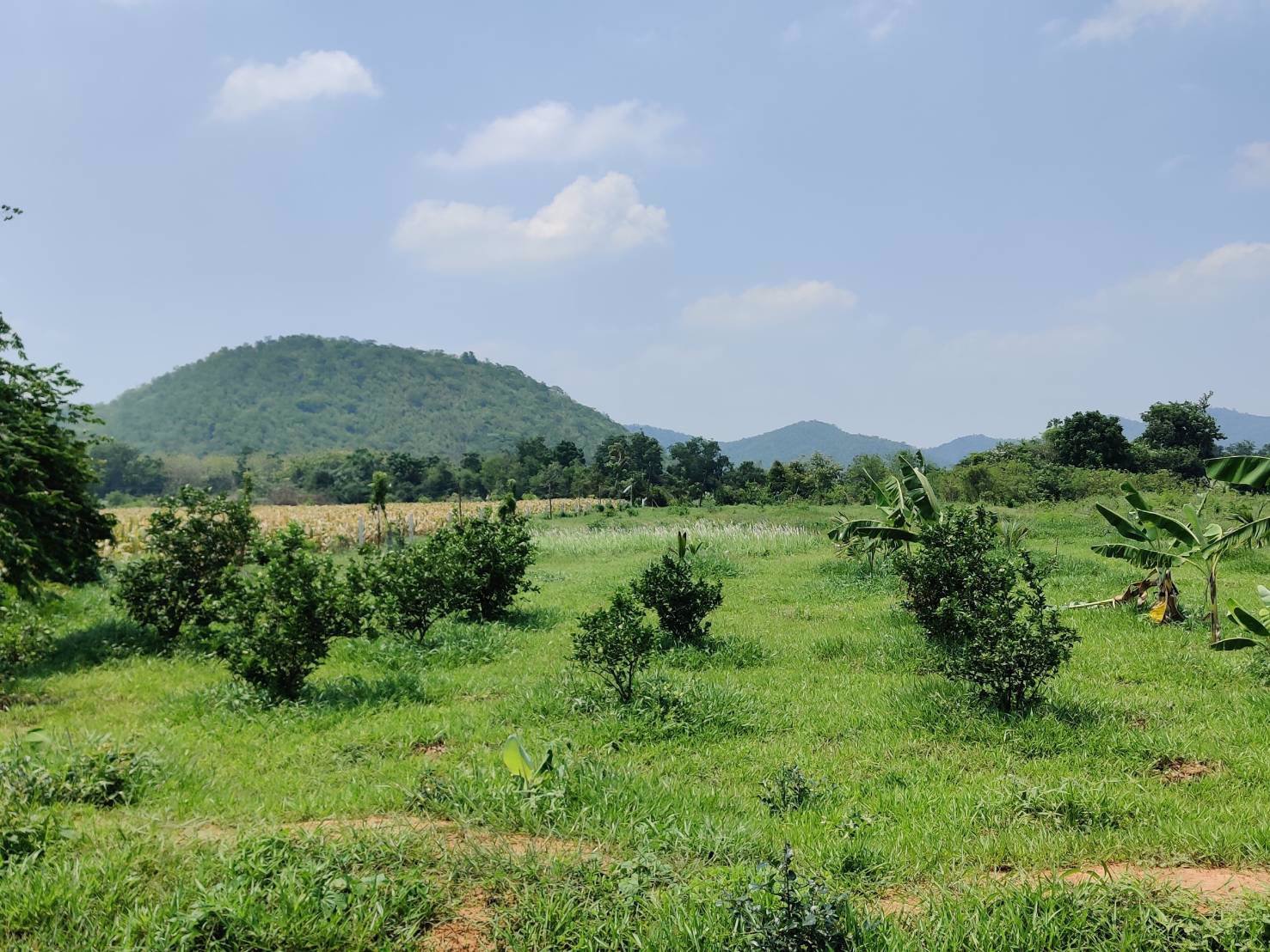 ขาย-บ้านพร้อมที่ดินทำไร่-พื้นที่-9-ไร่-2-งาน-อู่ทอง-สุพรรณบุรี