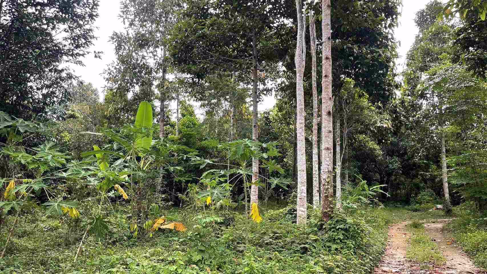 ขายที่ดิน-อท่าใหม่-จจันทบุรี-22-ไร่-2-งาน-15-ตารางวา-土地出售-泰国尖竹汶府