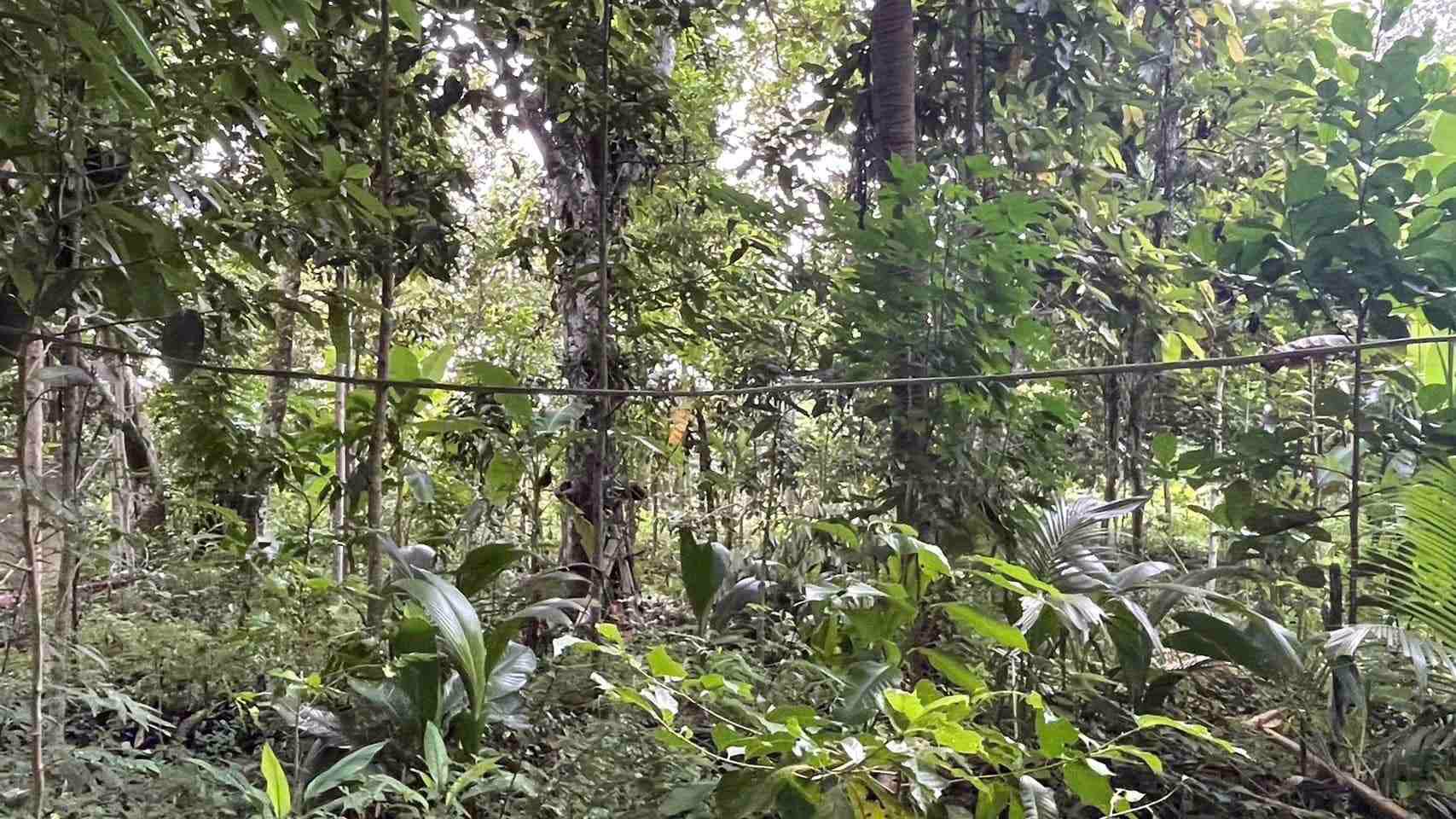 ขายที่ดิน-อท่าใหม่-จจันทบุรี-22-ไร่-2-งาน-15-ตารางวา-土地出售-泰国尖竹汶府