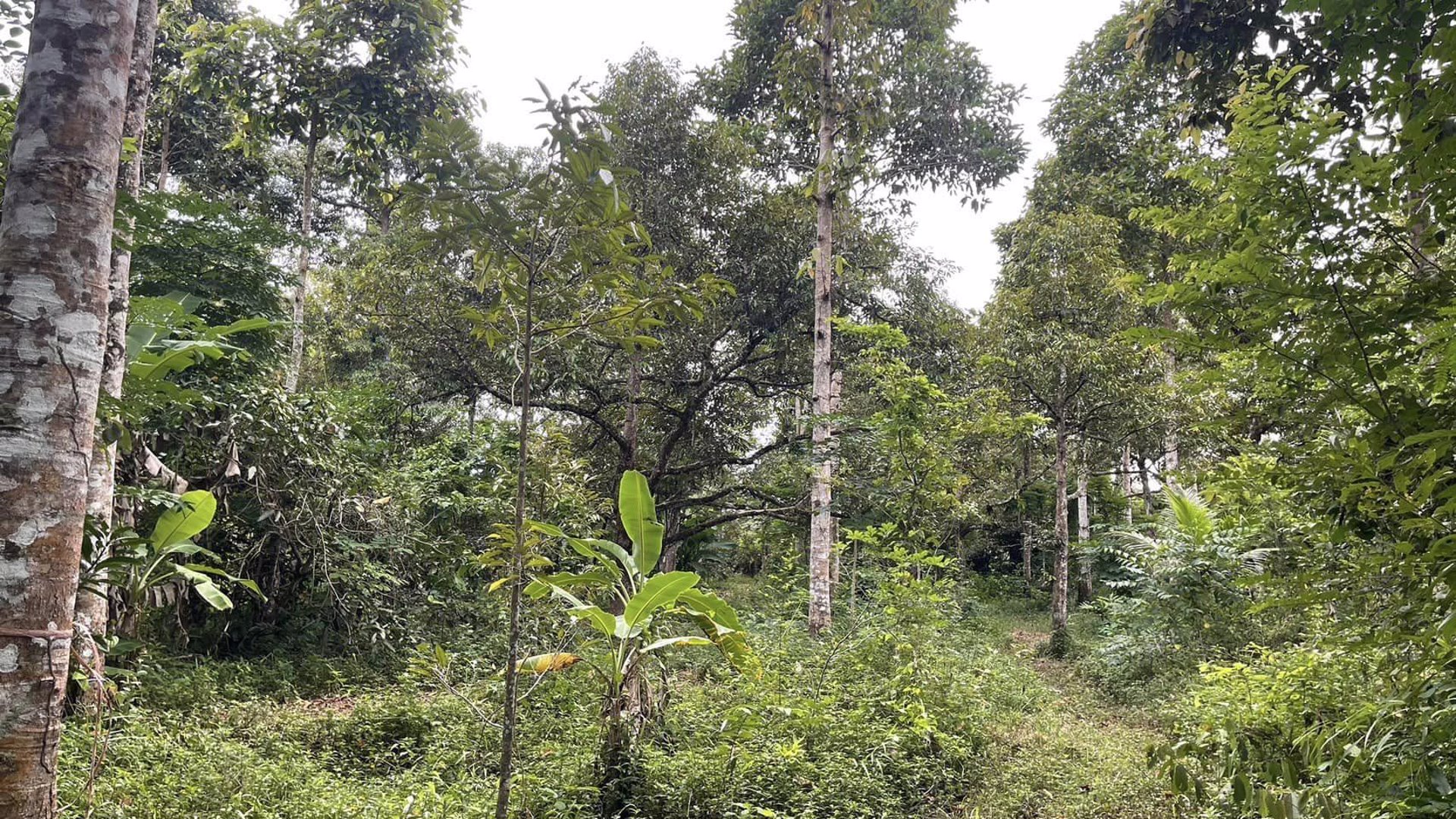 ขายที่ดิน-อท่าใหม่-จจันทบุรี-22-ไร่-2-งาน-15-ตารางวา-土地出售-泰国尖竹汶府