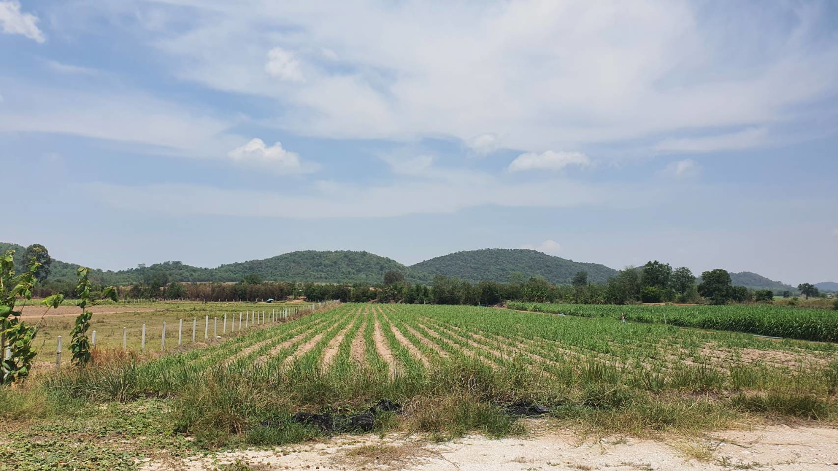 ขายที่ดินยกแปลง-ติดกับการุ้งค้าเหล็ก-ริมถนนอุทัย333