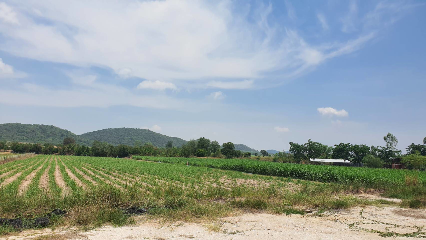 ขายที่ดินยกแปลง-ติดกับการุ้งค้าเหล็ก-ริมถนนอุทัย333