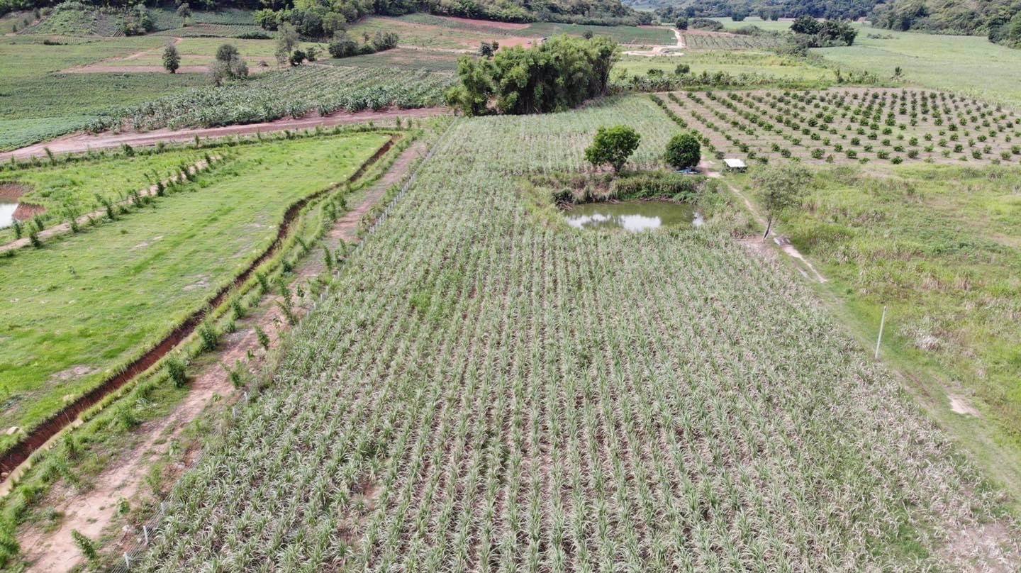 แบ่งขายโฉนดที่ดิน-ครุฑแดง-วิวเขาล้อม-บ้านห้วยป่าปก