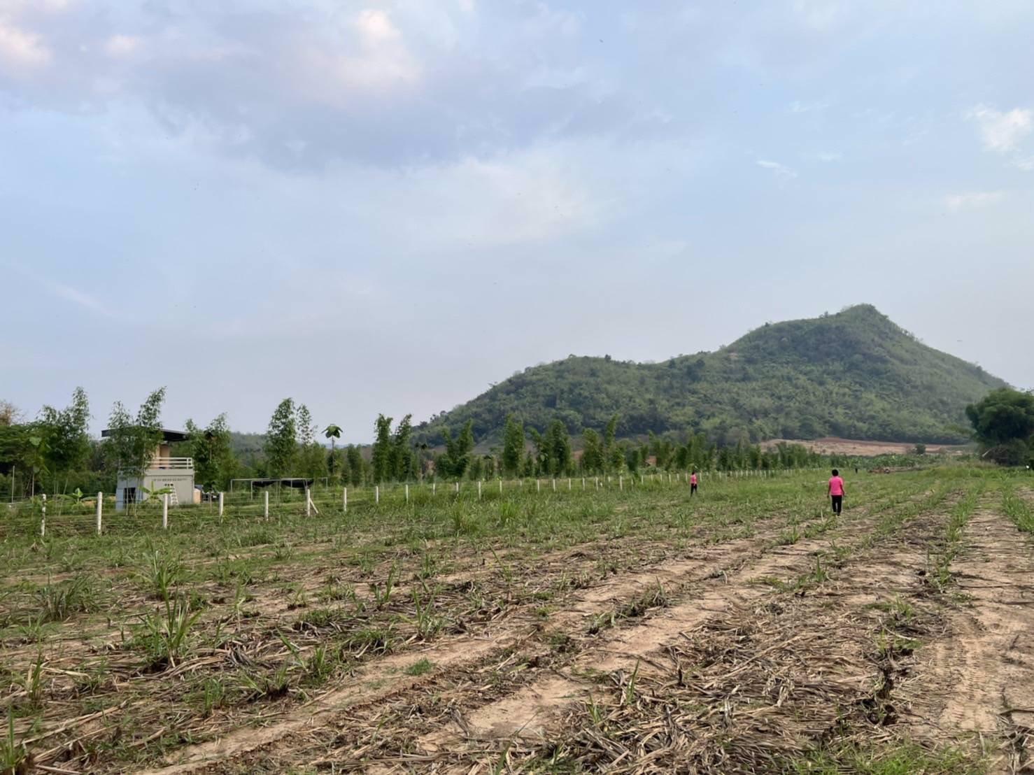 แบ่งขายโฉนดที่ดิน-ครุฑแดง-วิวเขาล้อม-บ้านห้วยป่าปก