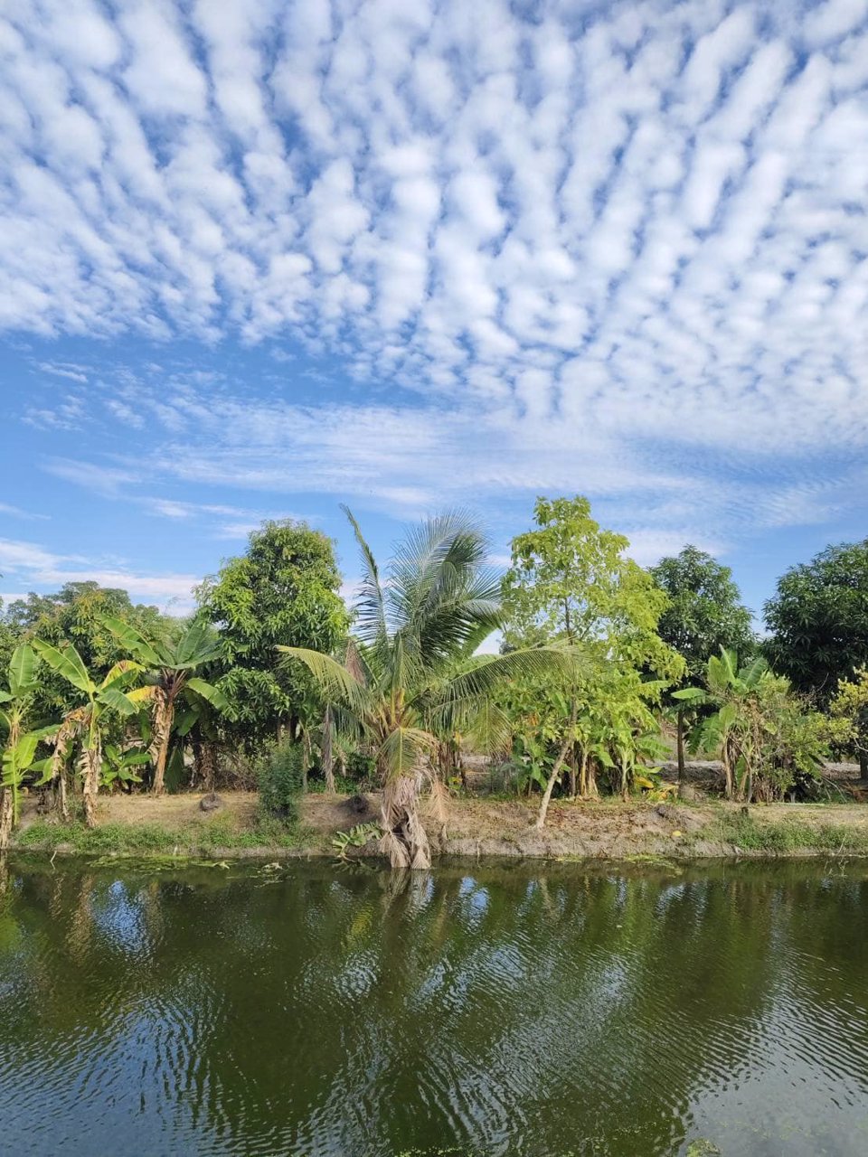 ขายถูกมาก-มแก้วขวัญ-คลอง7-รีโนเวทใหม่ทั้งหลัง