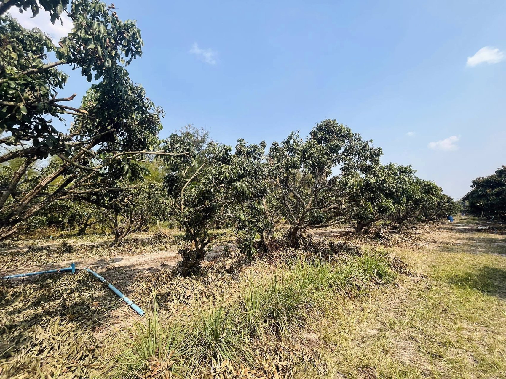 5-ไร่-179-ตรว-สงบ-ปลอดภัย-ไม่ห่างไกลความเจริญ