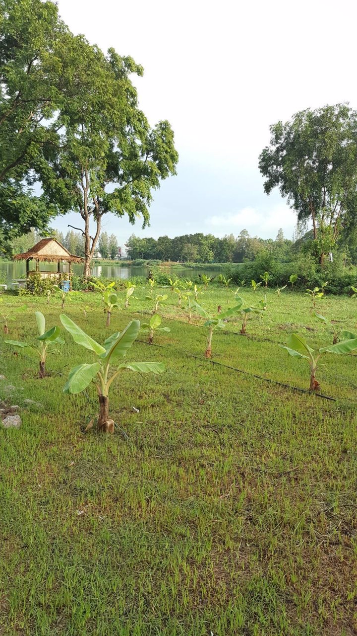 ขายที่ดินเปล่า-1-งาน-35-ตารางวา