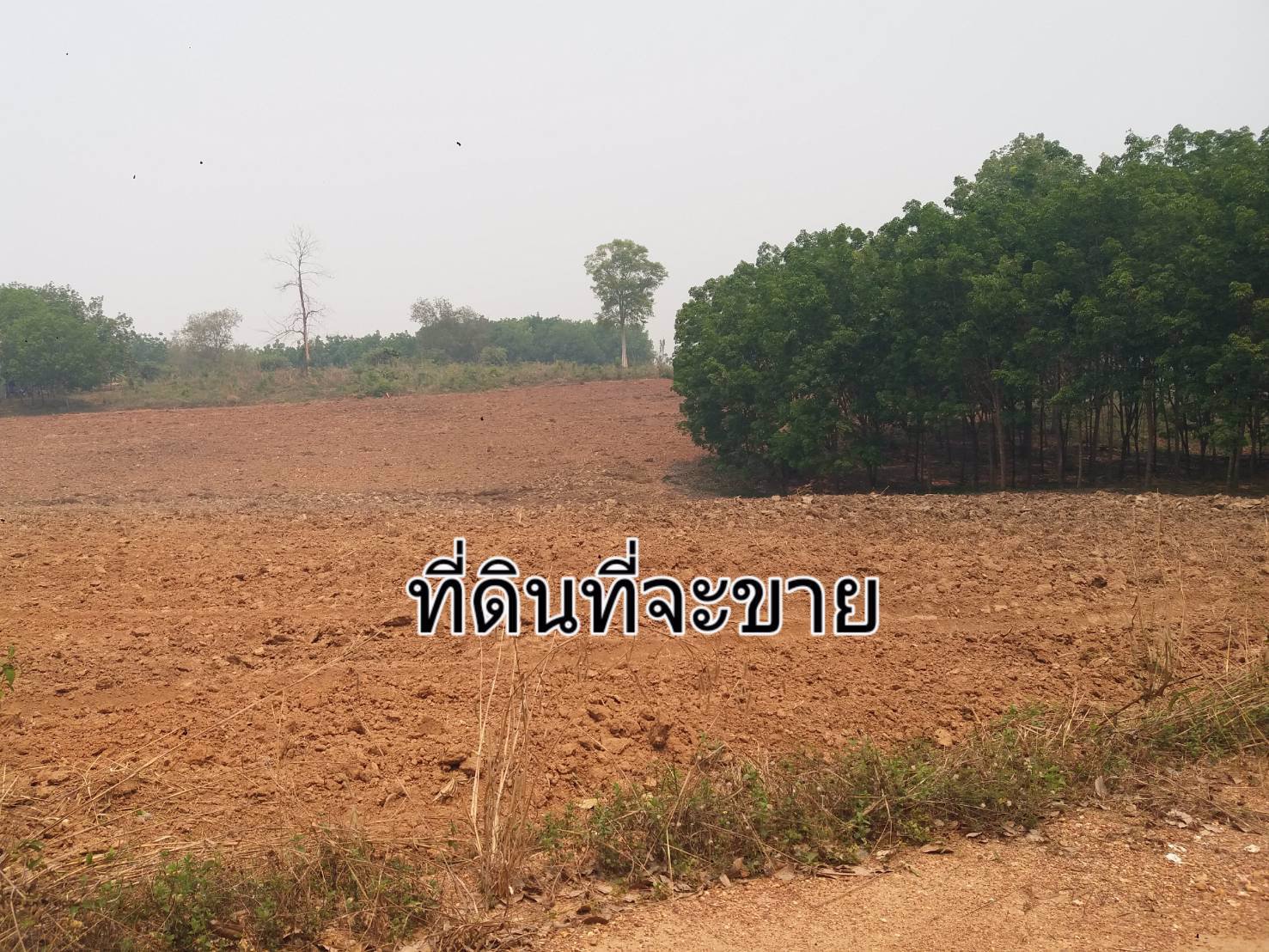 ขายที่ดิน-แปลงใหญ่-151ไร่-ทำเลดี-พื้นที่สวย-วิว-งามๆ-มีแหล่งน้ำธรรมชาติ