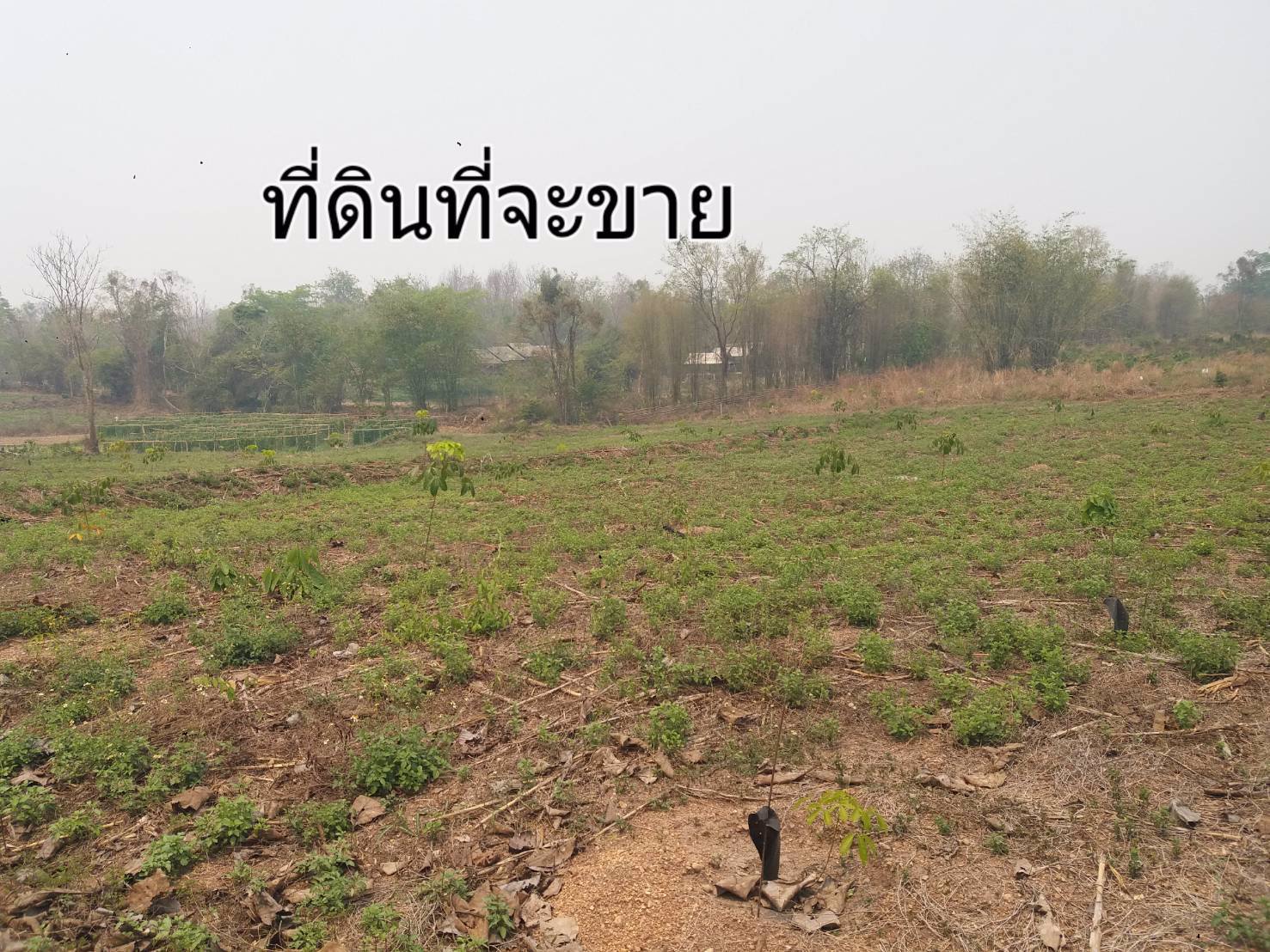 ขายที่ดิน-แปลงใหญ่-151ไร่-ทำเลดี-พื้นที่สวย-วิว-งามๆ-มีแหล่งน้ำธรรมชาติ