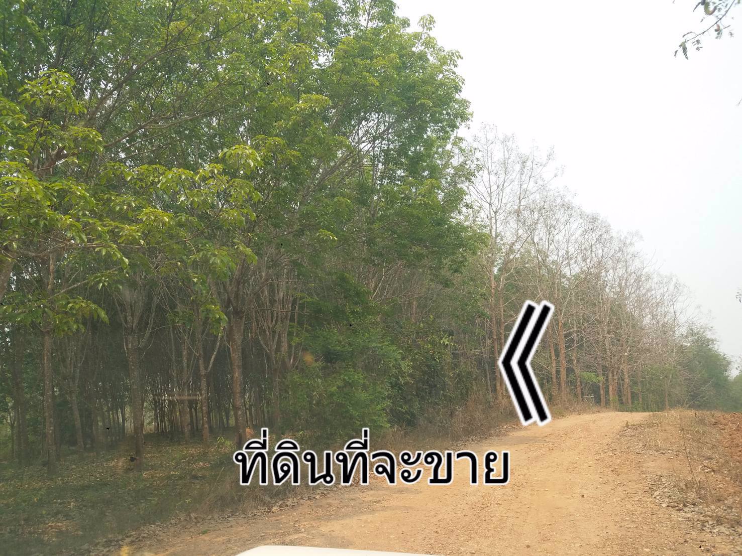 ขายที่ดิน-แปลงใหญ่-151ไร่-ทำเลดี-พื้นที่สวย-วิว-งามๆ-มีแหล่งน้ำธรรมชาติ