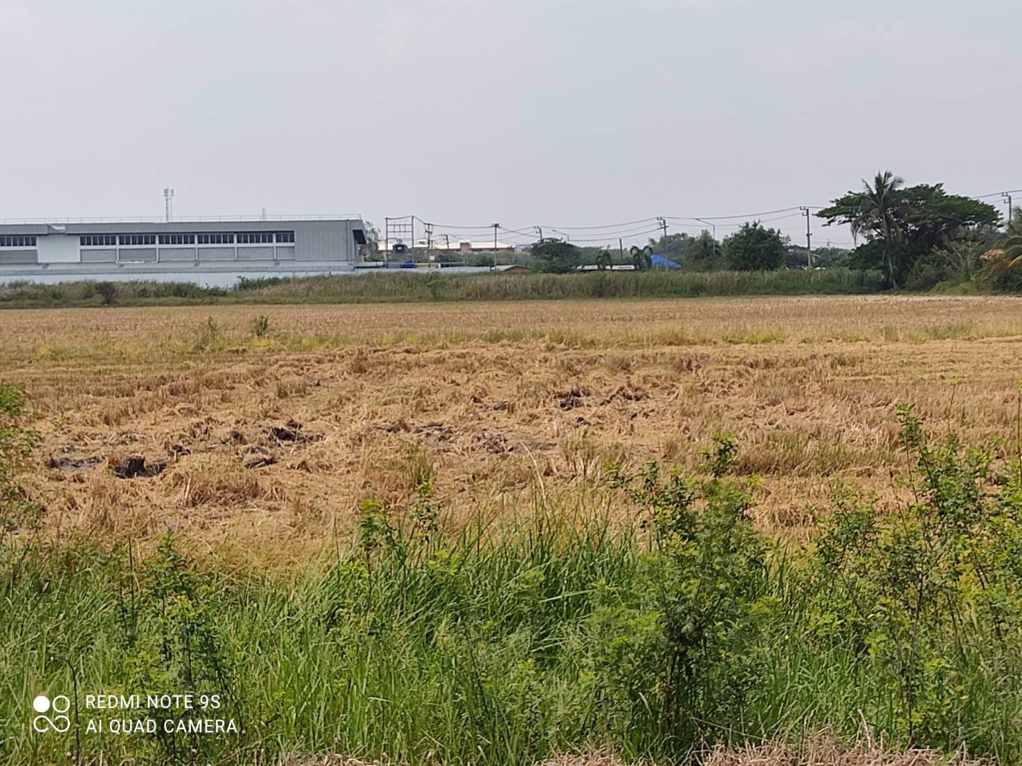 ขายที่ดิน-4-ไร่-248-ตรวา-ติดถนนเทศบาลลำลูกกา-5-ตลอดูแนว-ลำลูกกาคลอง-6-ปทุมธานี-ปัจจุบันเป็นที่นา
