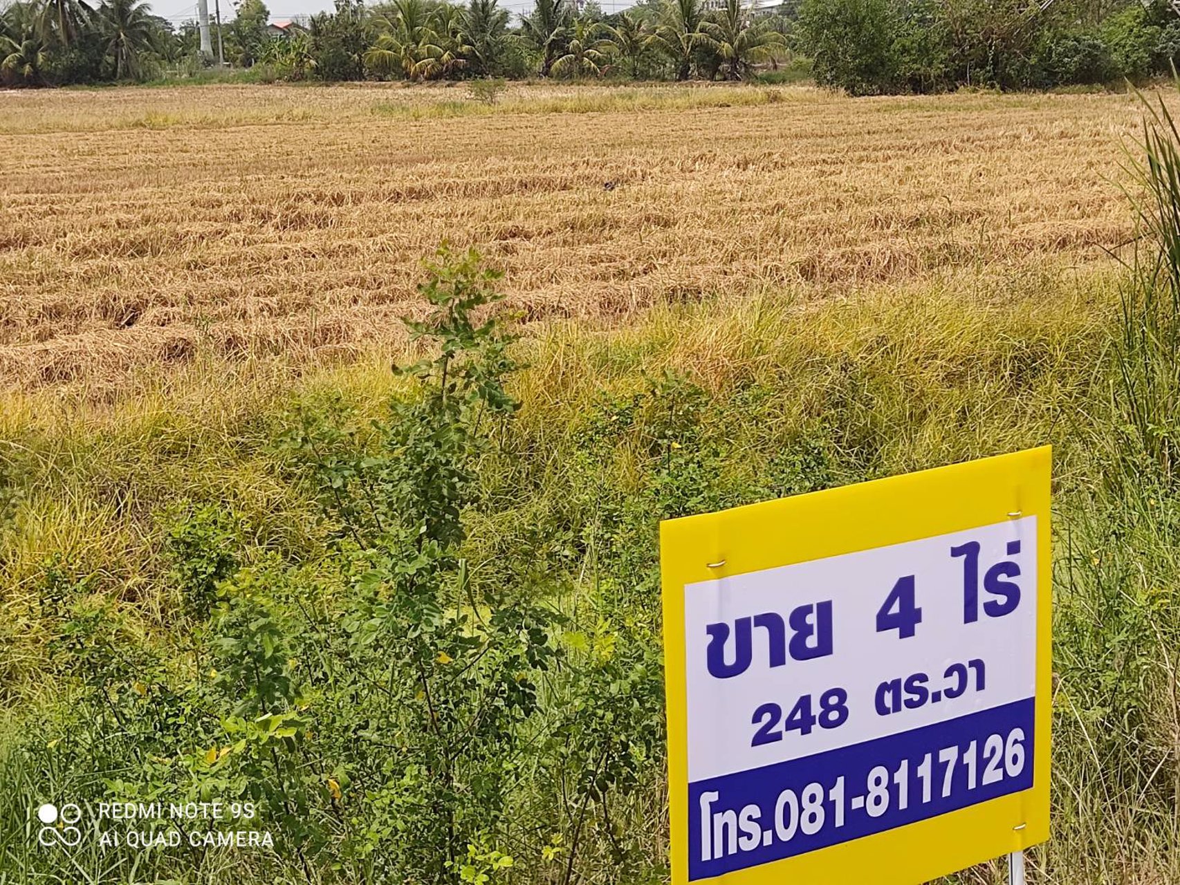 ขายที่ดิน-4-ไร่-248-ตรวา-ติดถนนเทศบาลลำลูกกา-5-ตลอดูแนว-ลำลูกกาคลอง-6-ปทุมธานี-ปัจจุบันเป็นที่นา