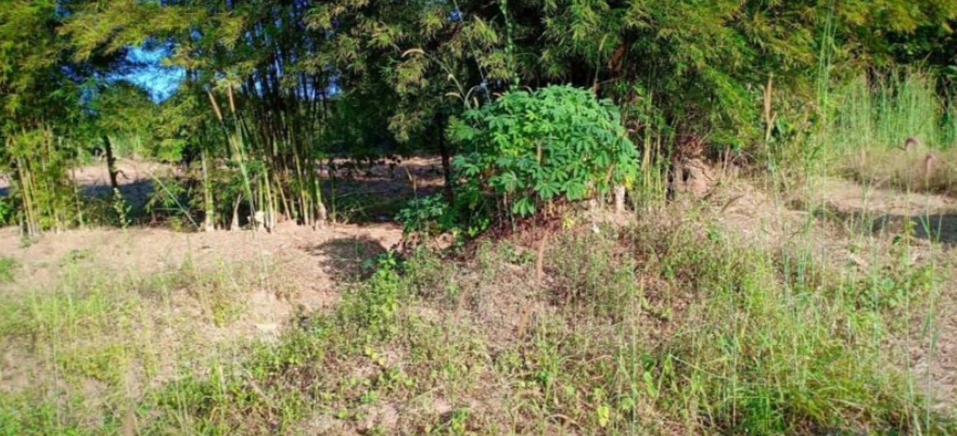 ขายที่ดิน21ไร่-2งาน-97ตรวติดถนน-มีไฟฟ้า-ราคาไร่ละ145000บาท