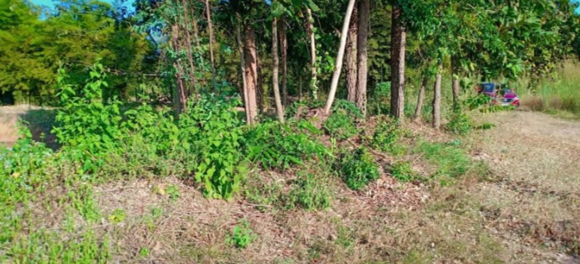 ขายที่ดิน21ไร่-2งาน-97ตรวติดถนน-มีไฟฟ้า-ราคาไร่ละ145000บาท