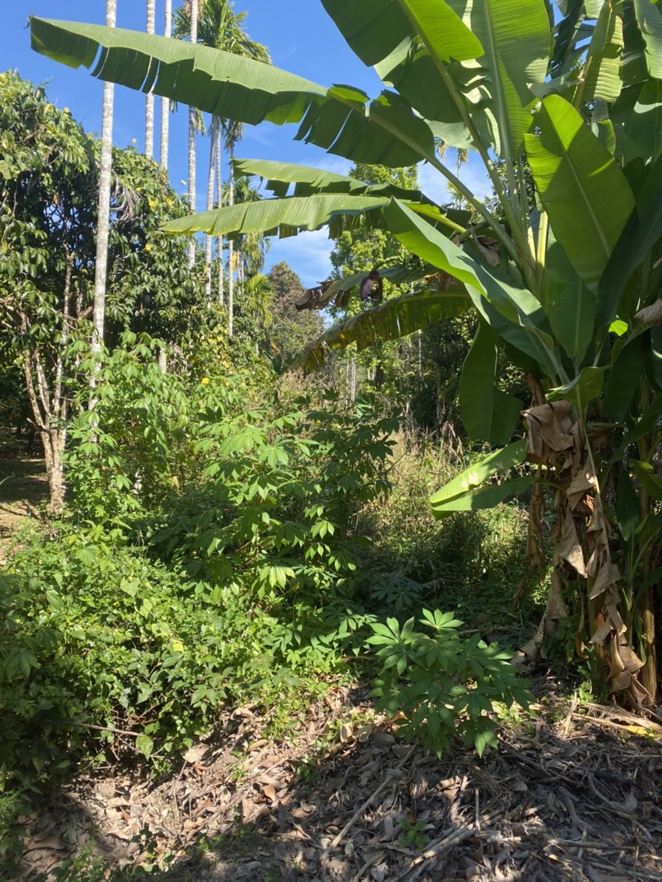 ขายที่ดินสวนมังคุด-เงาะ-ทุเรียน