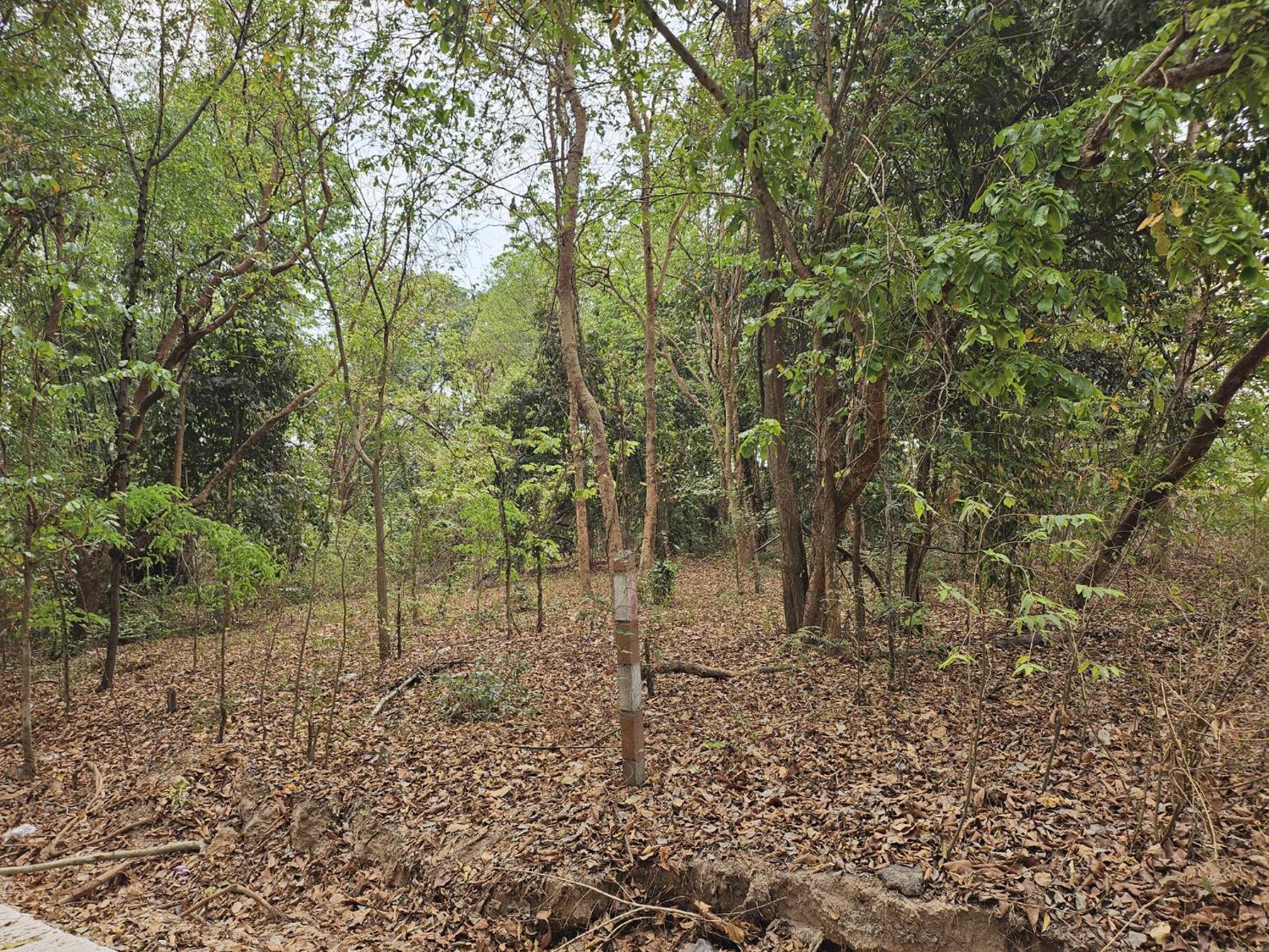 ขายที่ดิน-5-ไร่-อยู่หลังสำนักงานเทศบาล-ตำบลคูเมือง-บุรีรัมย์