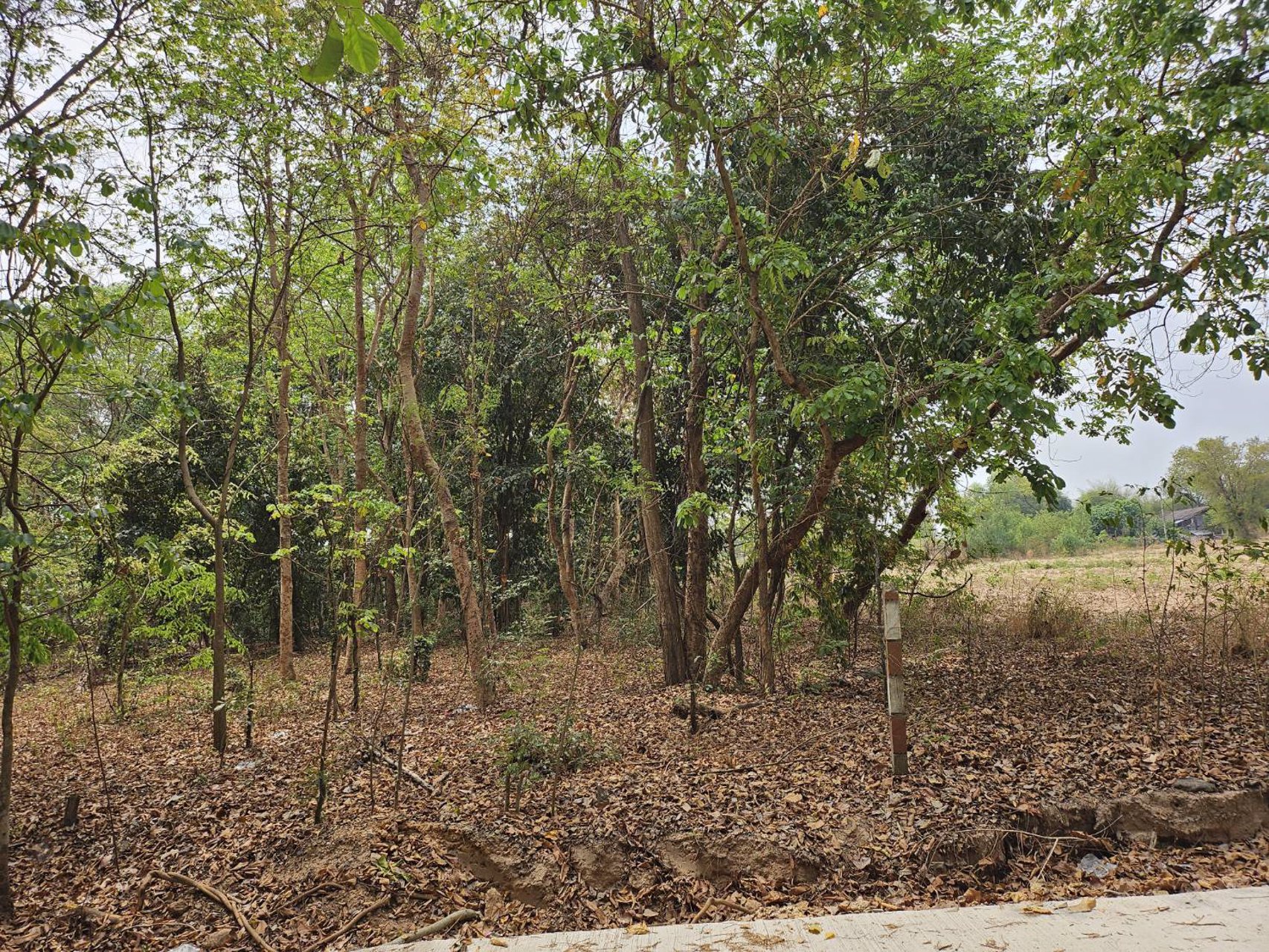 ขายที่ดิน-5-ไร่-อยู่หลังสำนักงานเทศบาล-ตำบลคูเมือง-บุรีรัมย์