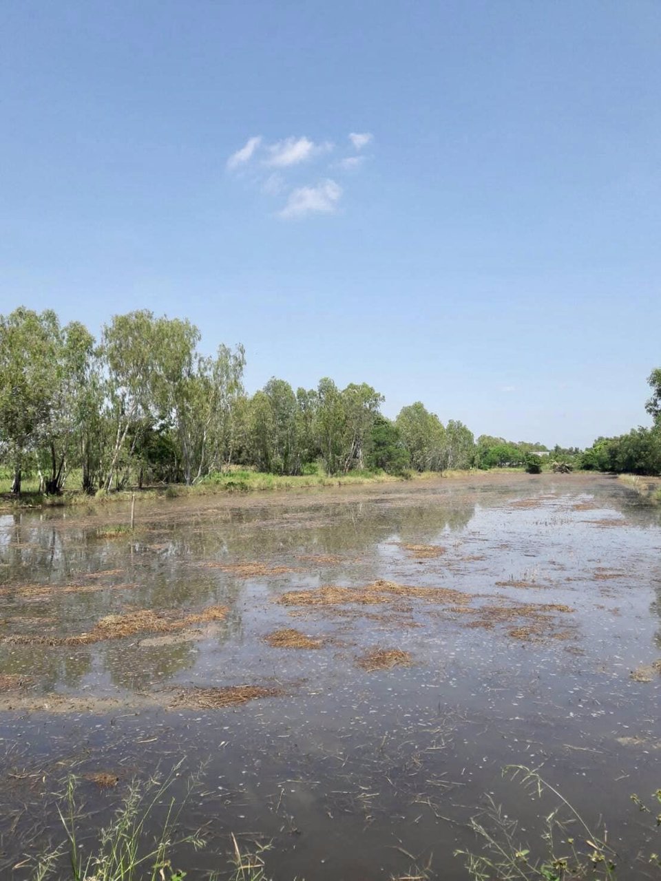 ขายด่วน-ที่ดินเปล่า-นครปฐม-อพุทธมณฑล-เป็นที่ดินนาพื้นที่-2-งาน-2-ตรว