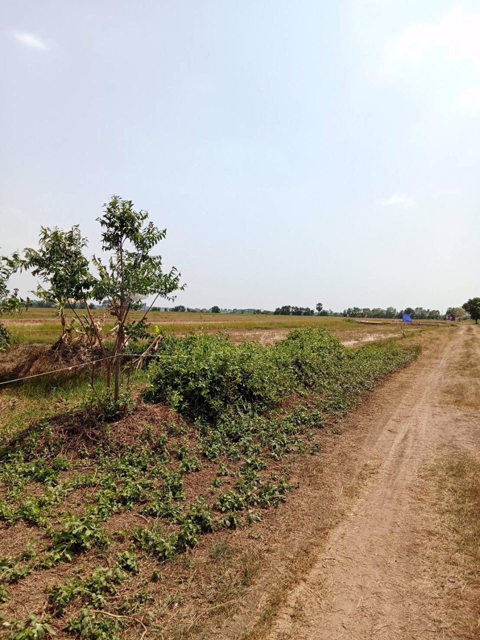 ที่ดินสวย-ทำบ้านสวน-ที่ดินแบ่งขาย-สด-ผ่อน