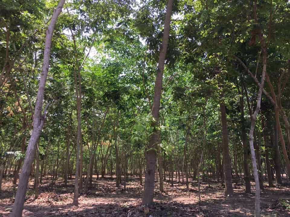 ที่ดินสวย-บรรยากาศดี-ริมแม่น้ำปราจีน-บางปะกง-มีพื้นที่เป็นชายหาดส่วนตัว