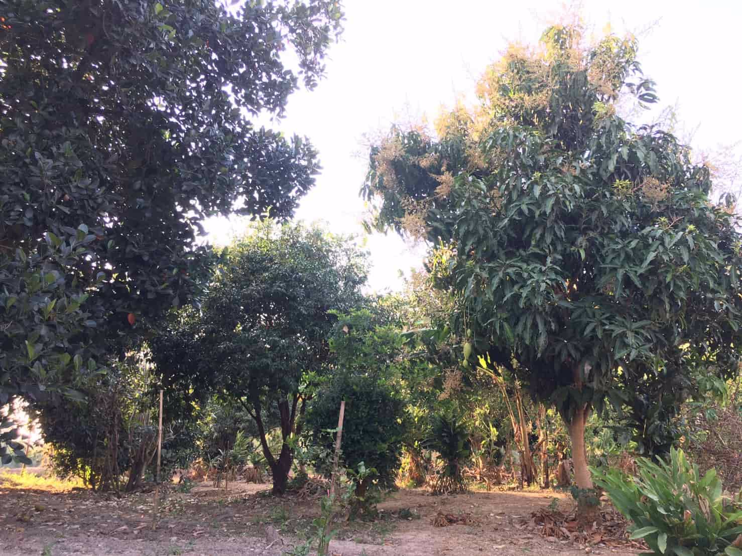 ที่ดินสวย-บรรยากาศดี-ริมแม่น้ำปราจีน-บางปะกง-มีพื้นที่เป็นชายหาดส่วนตัว